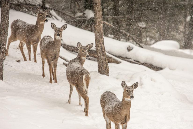 fawns opening