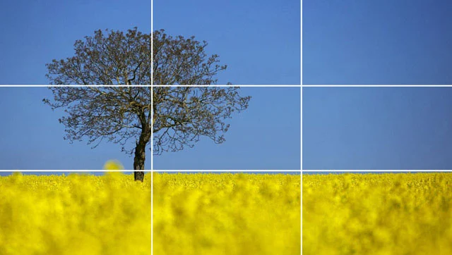 Fotografia di un albero e di una linea dell'orizzonte posizionati genericamente.